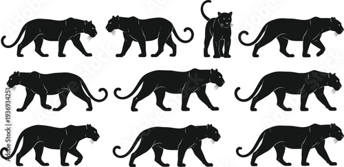 Black panther silhouette set with walking cougar icons, wild animal predator poses, jungle cat vector graphics for logo design and branding.