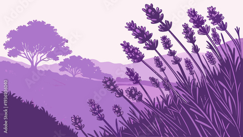 lavender field in spring