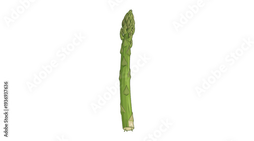 asparagus on white background