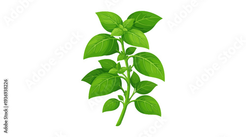 green plant isolated on white