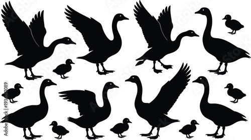Black silhouette collection of wild geese and small goslings in various flying and standing poses isolated on white background for nature wildlife vector design