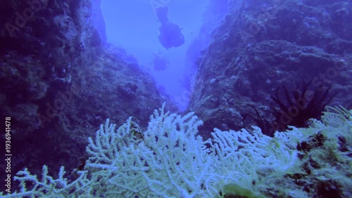 Overlooked down onto the valley of coral reefs with sea fan coral and feather start in front of the camera and divers in distance while scuba diving in the deep ocean sea salt water underwater world d
