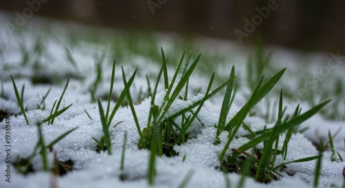 Green sprouts of grass and small flowers poke up through a thin, melting layer of late winter snow, showing the early arrival of spring ,liquid ,resilience ,flower