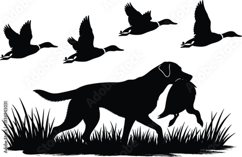 Black silhouette of a Labrador retriever hunting dog carrying a duck in its mouth while a flock of mallard ducks fly over tall grass.