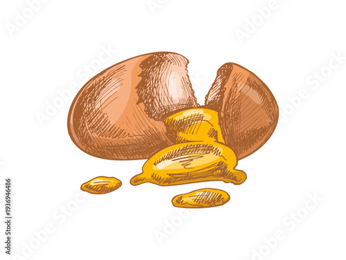 Hand drawn vintage cracked egg with yolk cooking ingredient engraving style culinary food illustration