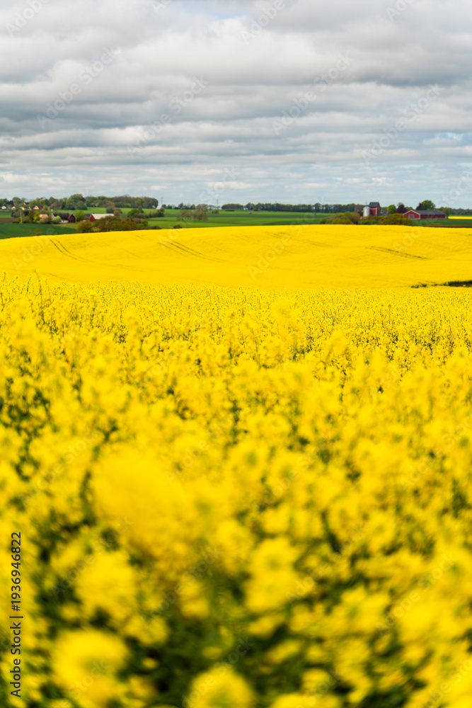 Fototapeta premium Swedish countryside in spring with blooming rapeseed fields under a blue sky. Suitable for themes of agriculture, sustainable farming, biofuel crops, European seasonal background.