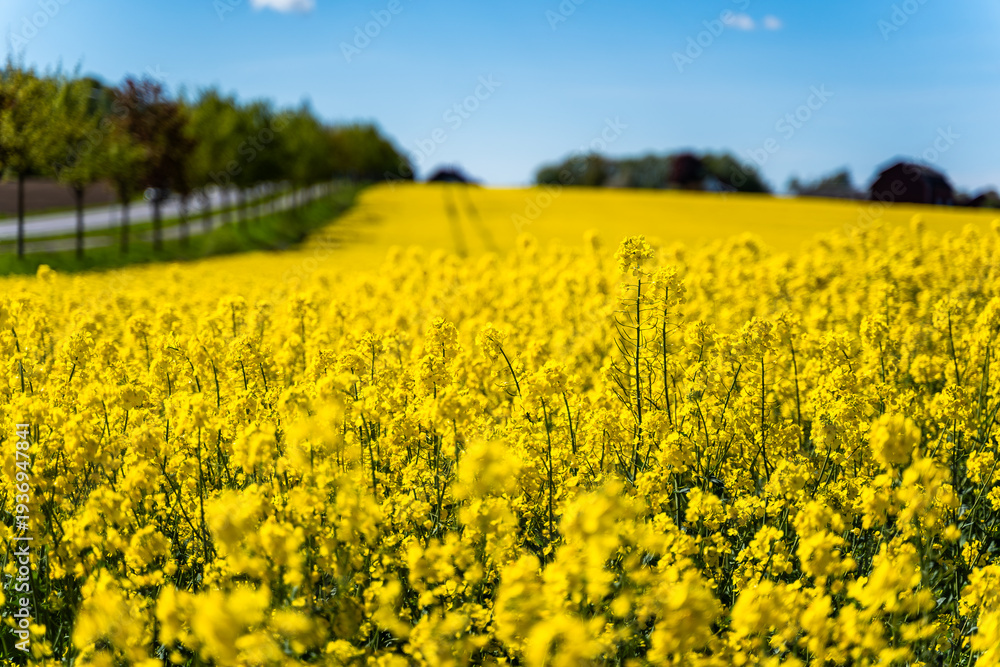 Fototapeta premium Swedish countryside in spring with blooming rapeseed fields under a blue sky. Suitable for themes of agriculture, sustainable farming, biofuel crops, European seasonal background.