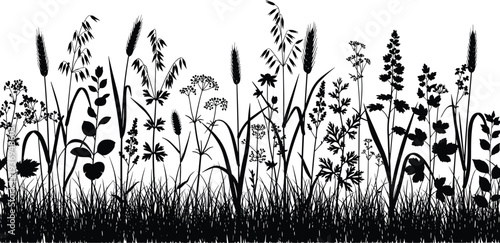 Black silhouette of meadow grass, wild flowers, cereal grains, field herbs, botanical nature border, summer plant landscape, isolated on white background.