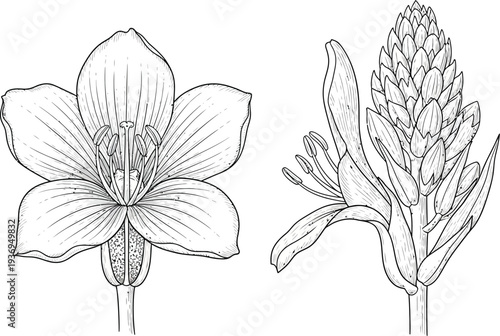 A detailed botanical illustration of a flower and its seed head in black and white