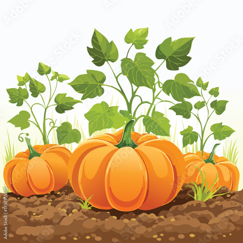 Vibrant pumpkins growing on a farmland under sunlight