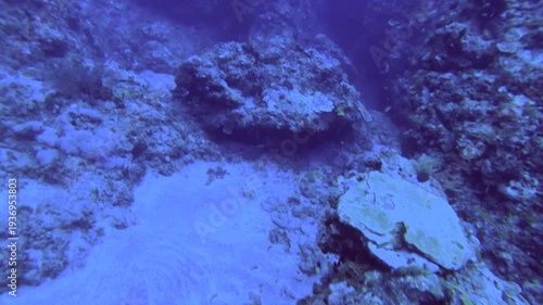 Overlooked down onto the valley of coral reefs with school of Redcheek Anthias the Green Anthias or Threadfin Anthias and various coral while scuba diving in the deep ocean sea salt water underwater w