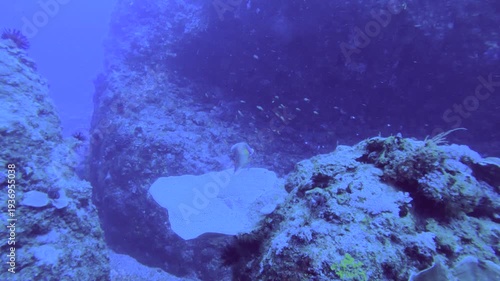 slow motion view to valley of coral reefs with school of Redcheek Anthias the Green Anthias or Threadfin Anthias and various coral and Semicircle angelfish while scuba diving in the deep ocean sea sal