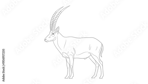 Elegant Ibex Outline: A sleek outline of an ibex showcases the animal's powerful physique and magnificent horns, standing in a moment of poised grace.