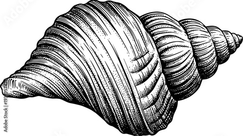Seashell conch spiral vector engraving style on white isolated background for coastal travel poster design