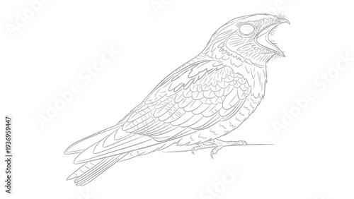 Nightjar sketch illustration: A detailed sketch captures the unique features of a nightjar bird, depicting its open beak in a call or song, perfect for artistic and educational purposes.
