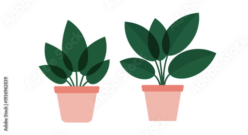 Two potted house plants with green leaves on white background.