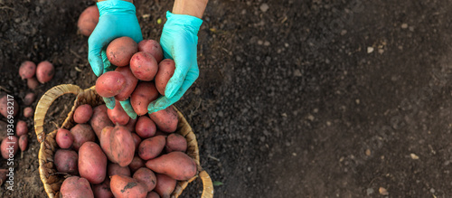 Fresh harvest of red potatoes in a wicker basket on a farm background.