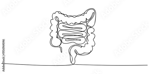 Intestines continuous one line drawing, Continuous one line drawing of Human digestion. Single line drawing illustration of Human Digestive. one line Icon drawing, Intestines continuous one line draw