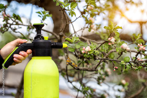 Hand of one person holding sprayer bottle, spraying liquid onto apple tree branch with blooming flowers, protecting plant health in spring season orchard, sunlight illuminating scene