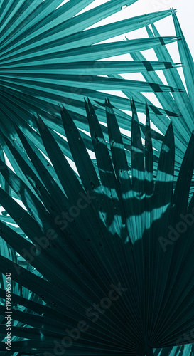 Close-up of teal palm frond detail, creating radial, linear pattern, symbolizing tropics, nature, exotic vibe, refreshing themes, or tropical relaxation