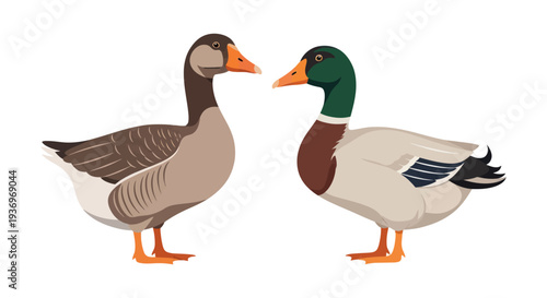 Illustration of a goose and a mallard duck side-by-side on a white background.