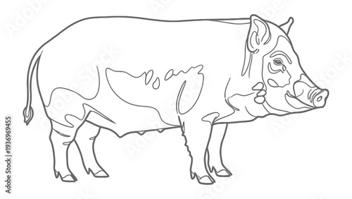 Boar Line Art: A detailed line drawing of a wild boar.