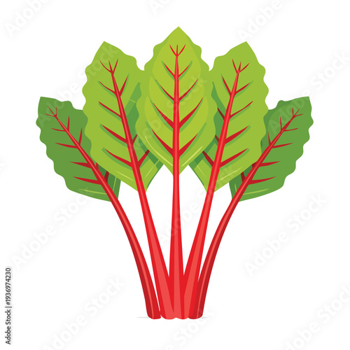 Vibrant swiss chard illustration on white background