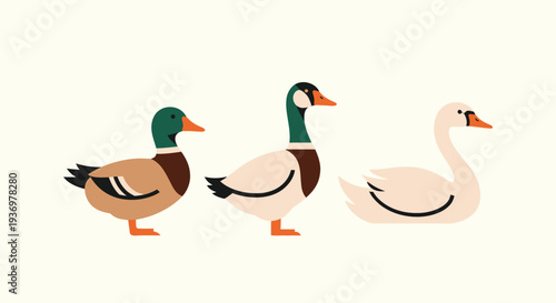 Ducks and Swan Illustration Side View.