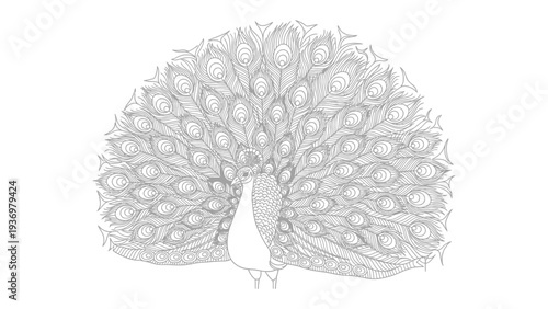 Peacock in Full Display: A stunning peacock with its feathers spread wide in a magnificent fan, showcasing intricate patterns and elegant lines.