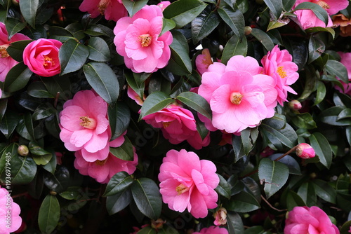 Bright pink camelia japonica flowers bloom on green leaves in a garden setting
