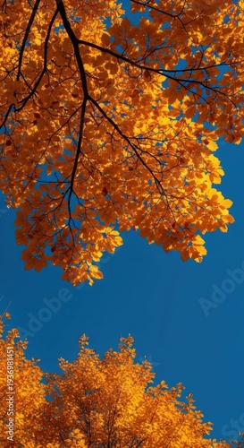 Wallpaper Mural Crisp autumn air beneath a bright, deep sapphire sky contrasting with vibrant orange and gold leaves on tall forest trees, spectacular, cool, serenity Torontodigital.ca