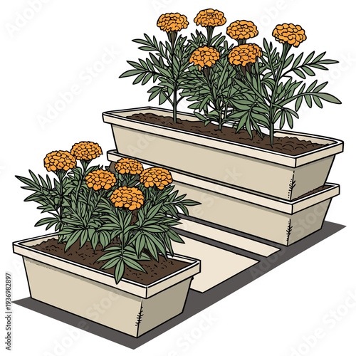 Of blooming orange marigold plants in three stacked beige planters