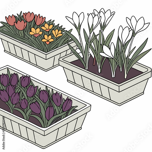 Of three planters with mixed seasonal flowers tulips