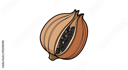 Illustration of an Open Cardamom Pod.