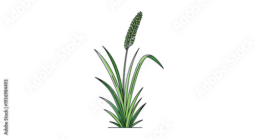 Green Plant with Cattail Flower Spike.