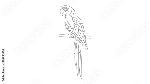 Parrot Perched on a Branch: A detailed illustration of a majestic parrot, its intricate feathers and sharp beak captured in a delicate line art, perched gracefully on a slender branch.