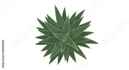 Agave Plant Top View Green Leaves.