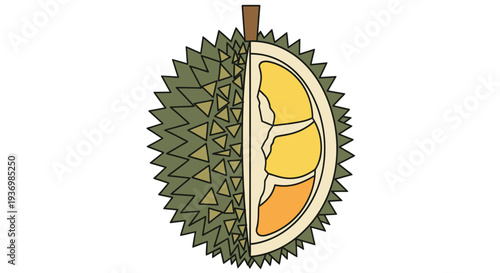 Durian Fruit Cut Open Showing Segments.