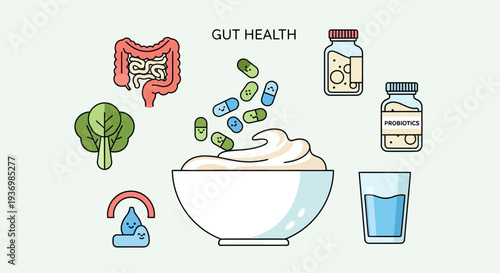 Gut health digestion probiotics medical illustration