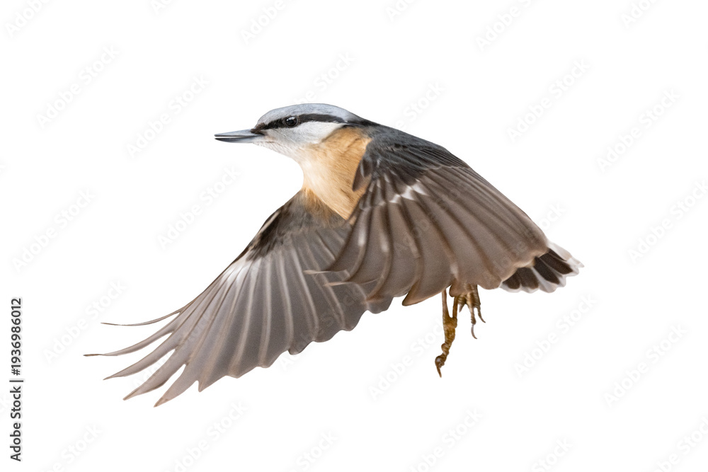 Fototapeta premium Nuthatch in flight isolated on white background