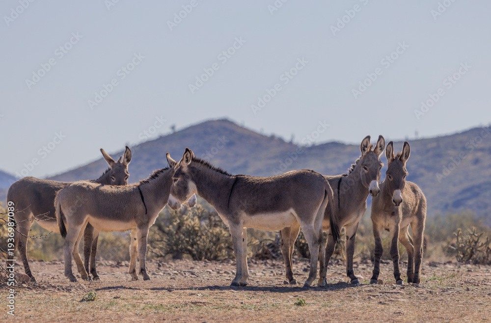 Fototapeta premium Wild Burros Near Lake Pleasant in the Winter in the Arizona Desert