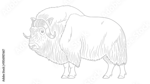 Muskox Profile: A detailed monochrome line drawing of a majestic muskox, showcasing its powerful build, shaggy coat, and impressive horns. This illustration captures the essence of this arctic animal