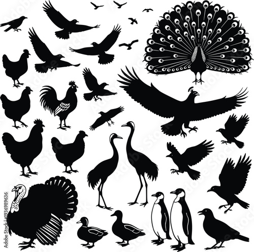 Black bird silhouette illustration set featuring chickens, ducks, penguins, cranes, peacocks, turkeys, crows and eagles in various poses