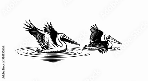 Two pelicans in water, one with wings spread, detailed linework