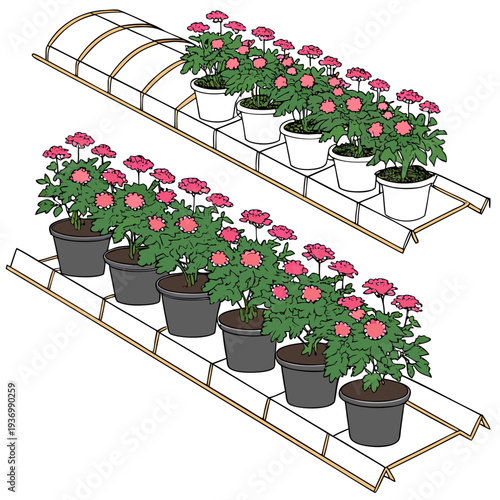 Of pink chrysanthemum plants on greenhouse shelves