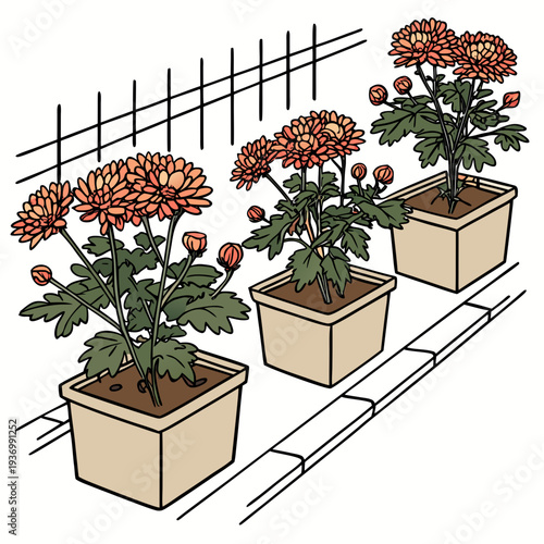 Potted chrysanthemum plants on a trellis potted plants