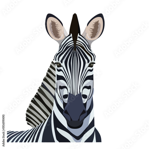Zebra portrait against a white background