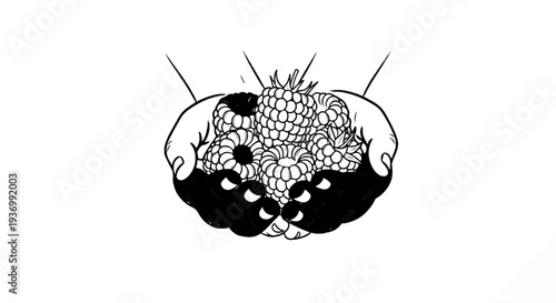 Two hands gently cupping a pile of plump raspberries and blackberries