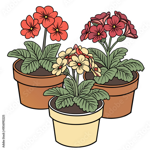 Colorful primrose flowers in pots potted plants