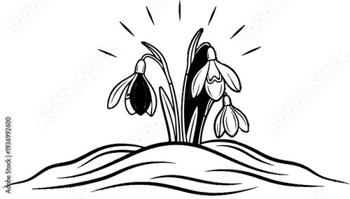 Delicate black and white sketch of snowdrops blooming with light rays
